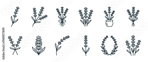 Lavender flower plant outline icons set depicting various arrangements of the aromatic herb for design elements.