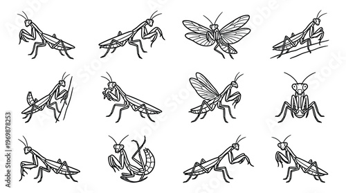 Praying mantis insect line art illustration set featuring various poses and detailed drawings of these fascinating creatures.