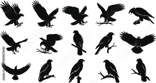 Bird of prey silhouettes collection with hawks eagles flying perched landing grasping prey wings spread raptors wildlife nature vector illustration design artwork set