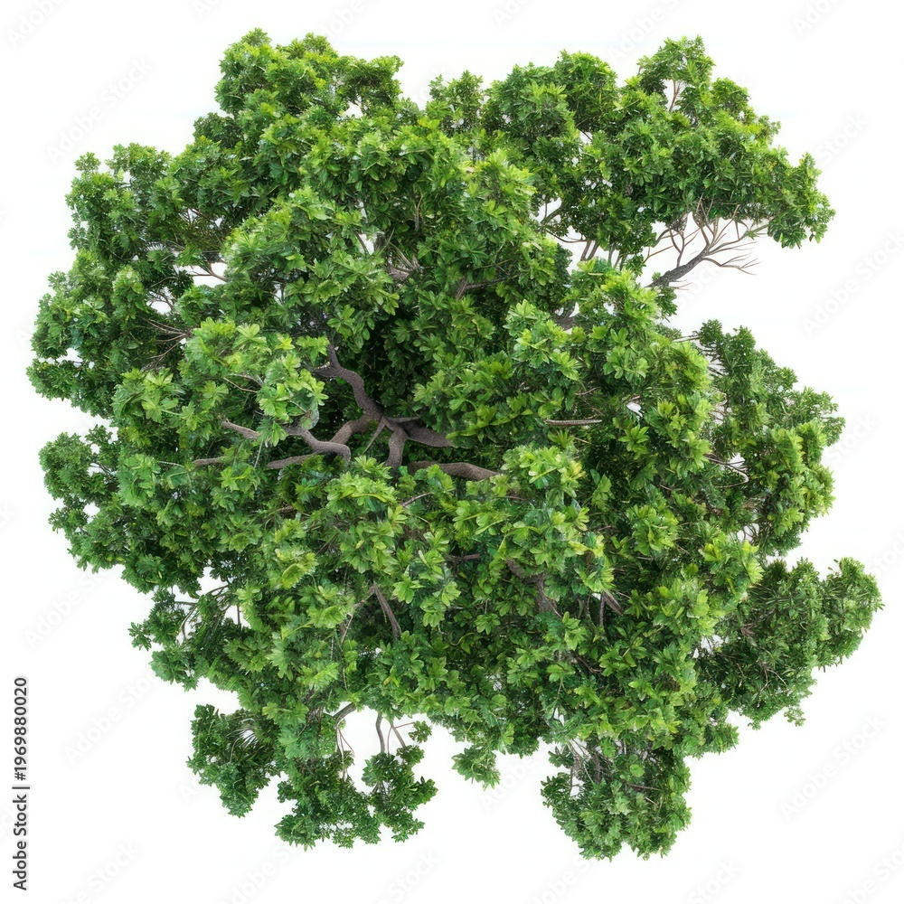 Fototapeta premium Green tree view top perspective.
