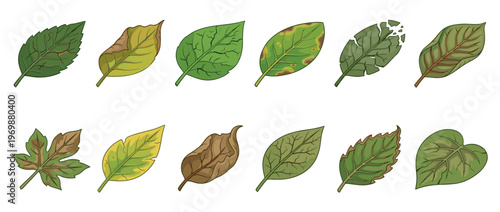 Various plant leaves showing different stages of health, damage, and disease, from vibrant green to wilting and brown, in a detailed vector illustration.