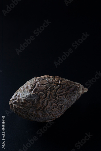 Scaphium affine - Malva nut