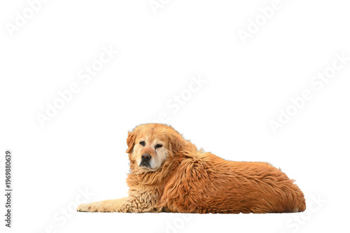 Fotografia A Golden Retriever or similar dog, lying on its side on a transparent background, with a full, long coat of reddish-brown fur, looking somewhat older and sad, shown in full figure
