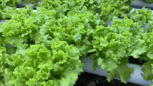 Fresh green lettuce growing in a modern hydroponic system.