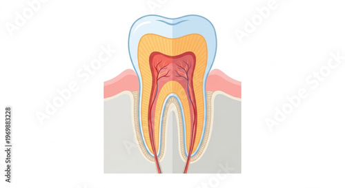 Cross section of human tooth anatomy vector illustration featuring enamel, dentin, pulp cavity, nerves, blood vessels, and root in a clinical flat design style isolated on a white background.