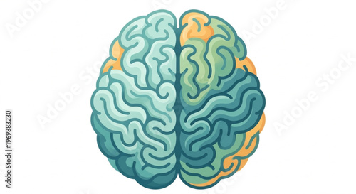 Human brain anatomy top view illustration, cerebral cortex with gyri and sulci, modern flat design 2.0 style vector, medical and psychology concept, isolated on white background.