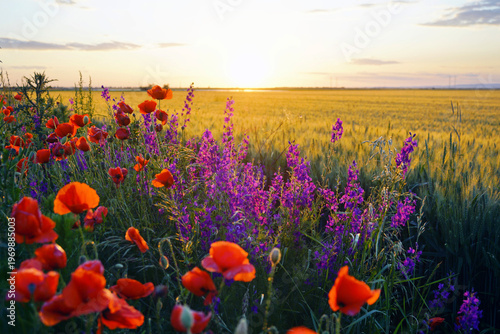 Photos Wild poppies and purple meadow flowers along cultivated grain field at golden hour