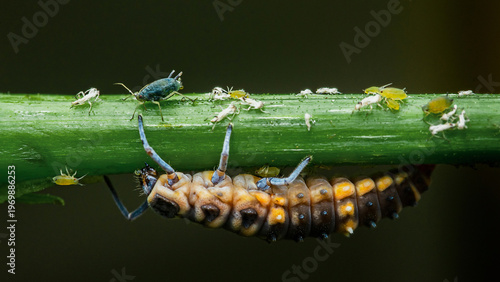 Billede på lærred Ladybug larva hunting aphids on green stem