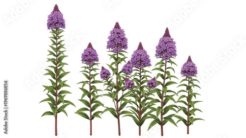 Lavender and violet wildflowers blooming in a natural garden meadow isolated on a white background