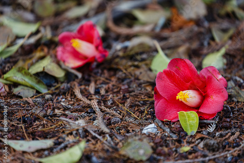 落ちた椿の花02