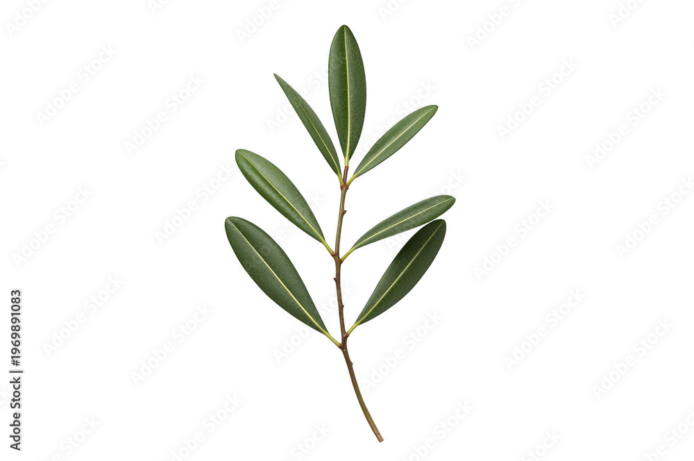 Obraz premium Olive branch symbolising peace and nature with green leaves