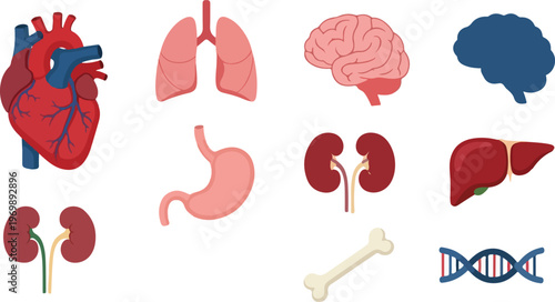 Human internal organs vector illustration set including heart brain lungs stomach kidneys liver bone and dna structure.