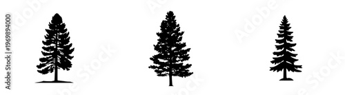 Silhouette of a tall coniferous pine tree against the sky