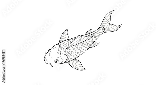 Koi Fish Line Drawing Illustration - Japanese Carp Sketch