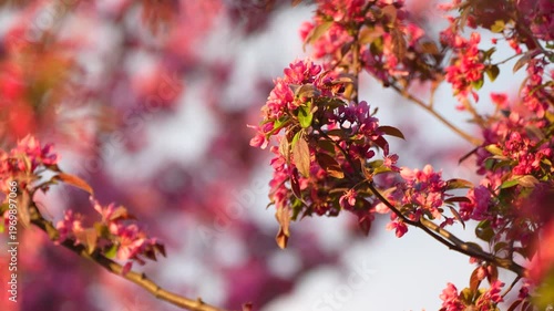 flowering tree branches in the garden in spring