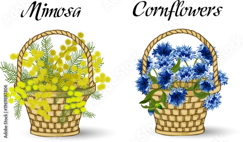 Spring flowers in wicker baskets.Wicker baskets with bouquets of mimosas and cornflowers in color vector illustration.
