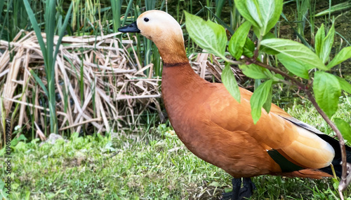 Ruddy shelduck (Tadorna ferruginea) walking on grass near a pond with reeds. Beautiful orange-brown waterfowl in natural habitat. Wildlife, birdwatching and nature concept.