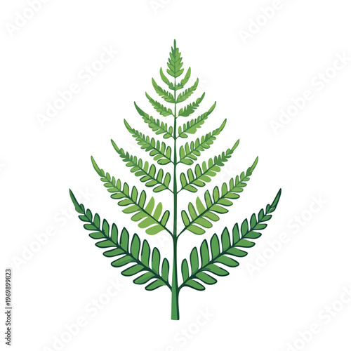 A single green fern frond with intricate detailed leaves