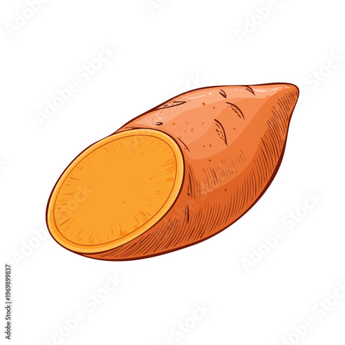 Hand drawn illustration of a sweet potato cut in half showing its vibrant orange flesh
