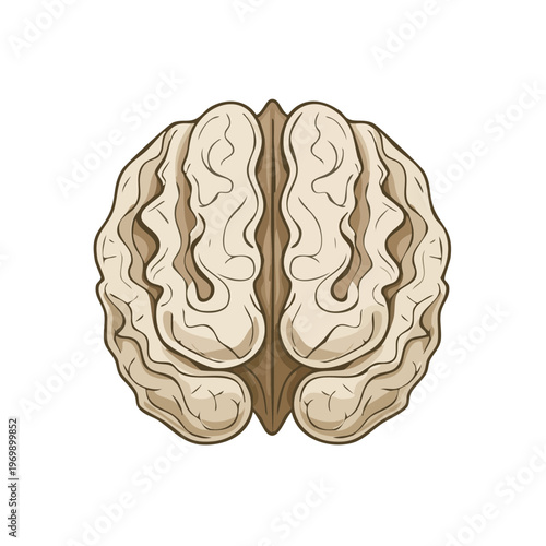 Top view illustration of a human brain with detailed cerebral cortex