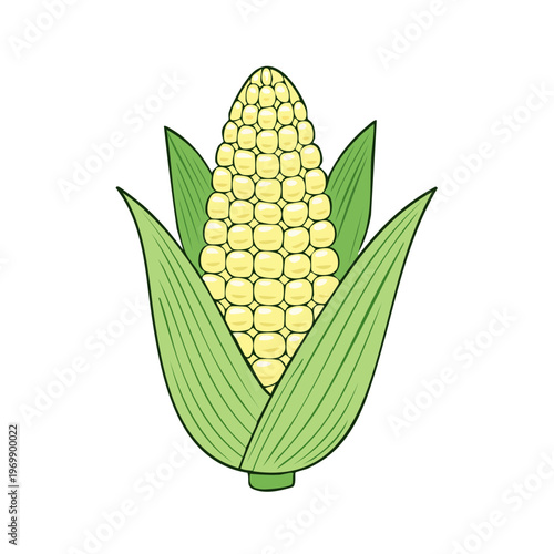 Illustration of a fresh, ripe corn cob with green husks against a white background.