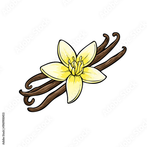 Delicate vanilla orchid flower with long, dark, dried vanilla bean pods isolated on white