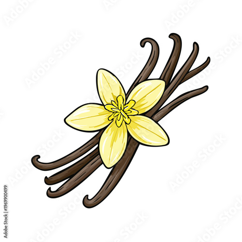 Close-up of a delicate yellow vanilla flower with dark brown vanilla beans and pods