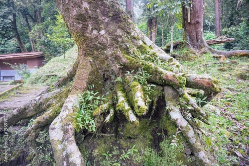 Wallpaper Mural Detailed view of strong old tree roots with natural texture and small plants around them. Torontodigital.ca