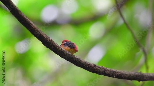 Oriental Dwarf Kingfisher Rufous-backed Kingfisher stands proudly in a blurred, smooth background.