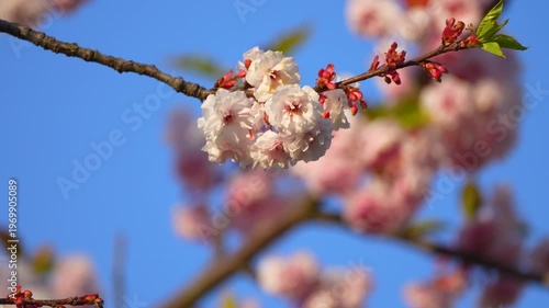 a branch of blossoming sakura in spring