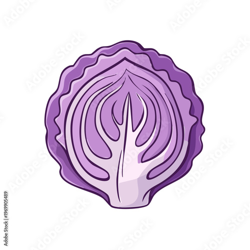 Fresh halved purple cabbage illustration with detailed leafy texture and vibrant color