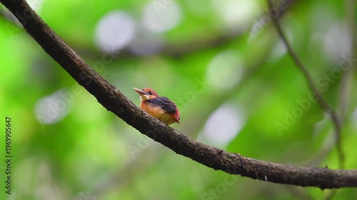 Oriental Dwarf Kingfisher Rufous-backed Kingfisher stands proudly in a blurred, smooth background.