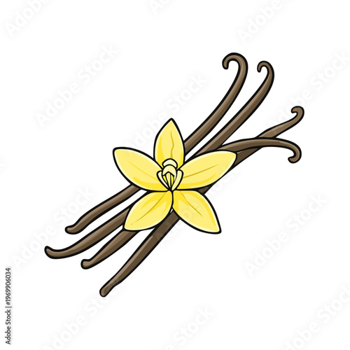 Illustration of a yellow vanilla flower with dried vanilla beans