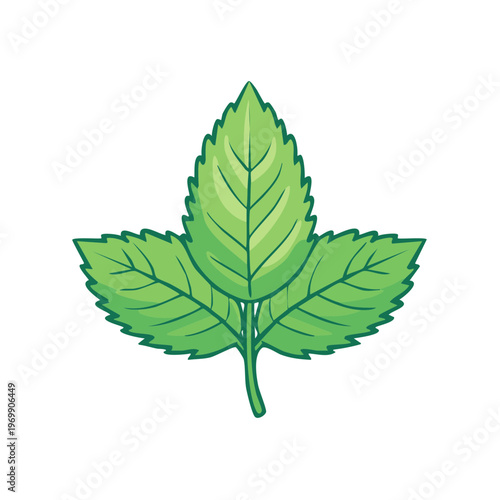 Illustration of a Green Mint Leaf with Serrated Edges and Veins