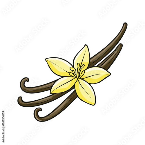 A delicate yellow vanilla flower blooms alongside three dark brown vanilla beans illustration