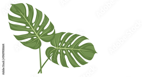 Clean illustration of two large green monstera leaves with their characteristic holes and split edges on a bright white background for home decor.