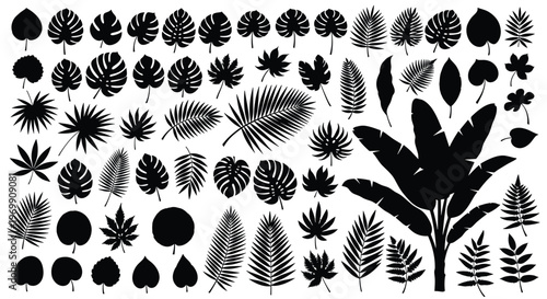 Comprehensive collection of various tropical palm and banana leaf silhouettes in black on a white background for exotic nature design projects.
