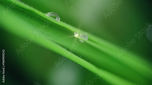 Macro Water Drops Green Leaf Rack Focus Slider. Nature Background Eco Wellness Web Design