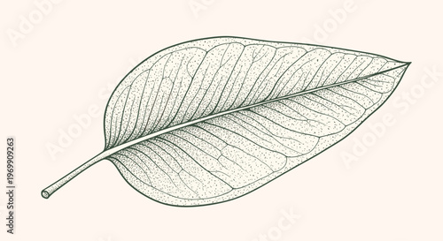 Detailed botanical drawing of a single large oval leaf with intricate vein patterns in a classic vintage engraving style on a light background.