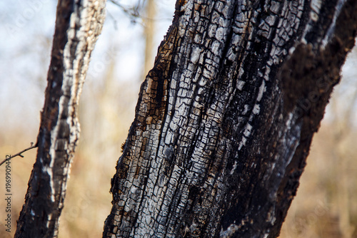 Obraz na płótnie The burnt trunk of an old tree after a fire