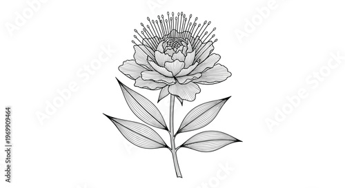 Detailed vintage style botanical engraving of a single flower on a stem with multiple leaves and a large head of stamens.