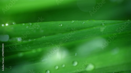 Macro Water Drops Green Leaf Rack Focus Slider. Nature Background Eco Wellness Web Design
