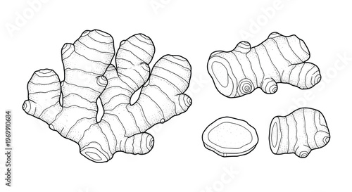 Ginger root set includes a whole large rhizome alongside smaller pieces and a circular slice in detailed black line art.