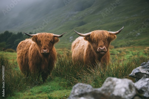 Two Highland cows grazing in a verdant pasture under soft daylight