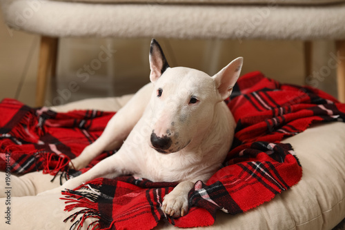 Cute Bull Terrier dog with ...