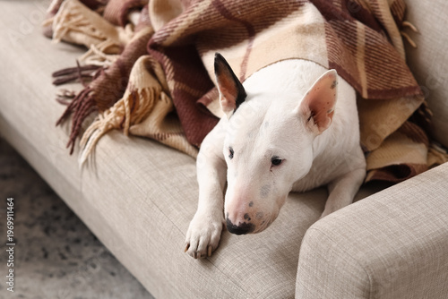 Cute Bull Terrier dog with ...