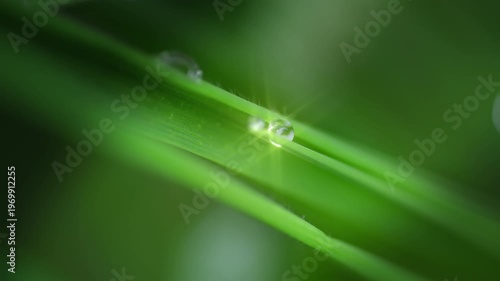 Macro Water Drops Green Leaf Rack Focus Slider. Nature Background Eco Wellness Web Design