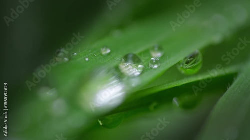 Macro Water Drops Green Leaf Rack Focus Slider. Nature Background Eco Wellness Web Design