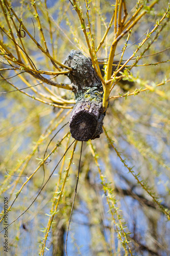 Early spring branches with tiny green buds
