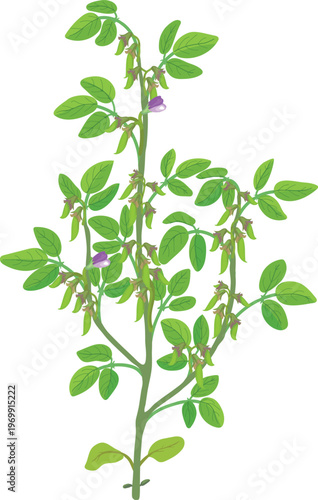 Mature Soybean plant (Glycine max) in blossom with pods. Flowering soya bush with trifoliate leaves